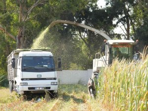 Tarsus’ta Üreticilere Ücretsiz Mısır Tohumu Dağıtılacak