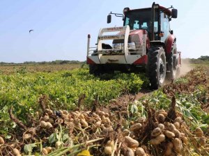 "Fıstık" Gibi Hasat