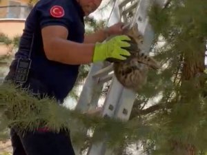 Ağaçta Mahsur Kalan Yavru Kedi Kurtarıldı