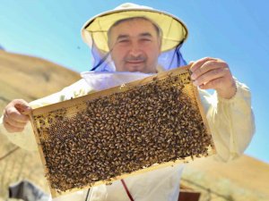 Ağrılı Arıcıların “Tatlı” Hasat Telaşı Başladı