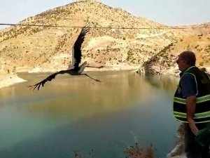 Siirt’te Tedavi Edilen Leylek Doğaya Salındı