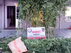 Yasa Dışı Kenevir Ekmeye 1 Tutuklama