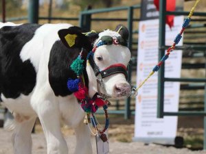 Çameli’nde Buzağı, Domates Ve Fasulyenin En Güzelleri Seçildi