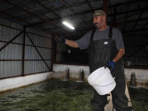 Türkiye’nin Balık İhtiyacının Yüzde 10’ Nu Bozkırın Ortasında Karşılanıyor