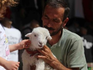 Bir Çift Ayakkabıyla Takas Ettiği Kuzu Yanından Ayrılmıyor