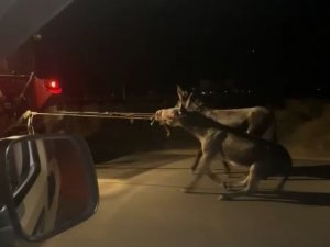 Vicdansız Sürücü, Traktörün Arkasına Bağladığı Eşekleri Sürükleyerek Götürdü