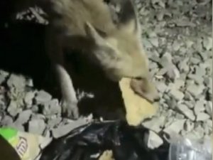 Aç Tilki Tarhana İle Doydu