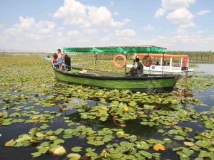 Beyşehir Gölündeki Nilüfer Bahçesi Hayran Bırakıyor