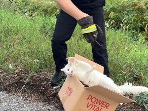 Ağaca Çıkan Kedi, Ekipleri Harekete Geçirdi