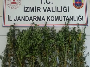 İ̇zmir’de Jandarmadan Uyuşturucu Operasyonu: 63 Şüpheliye İşlem