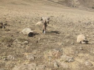 Şüpheli Şahısların Otomatik Tüfeklerle Etrafa Rastgele Ateş Açmaları Sonu 20 Koyun Telef Olurken, 20 Koyun Da Yaralandı