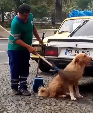 Temizlik Personeli Süpürgeyle Sokak Köpeğinin Sırtını Kaşıdı O Anlar Cep Telefonuna Yansıdı