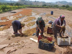 Manisa’da Tonlarca Üzümü Sel Suları Götürdü