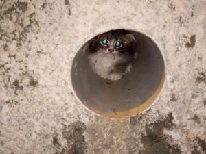 Atık Su Borusuna Sıkışan Yavru Kediyi İtfaiye Kurtardı