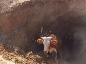 Obruğa Düşen İnek Afad Ekipleri Tarafından Kurtarıldı