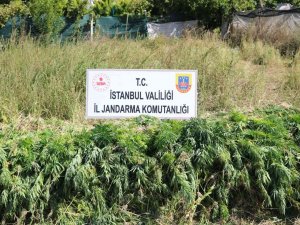 Jandarmadan Dron Ve Uydu Destekli Kök Kenevir Operasyonu