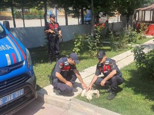 Jandarmanın Bulduğu Yaralı Leylek Tedavi Altına Alındı