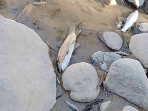 Çay Kurudu Balıklar Telef Oldu, Köylüler İse İsyan Etti