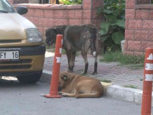 Maltepe’de Siteyi Köpekler Bastı, Yaşlı Kadına Saldırdı