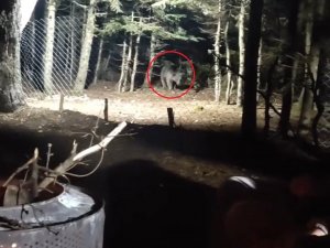 Uludağ’a Tatile Giden Aile Ayıyla Karşı Karşıya Geldi