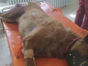 Elazığ’da Vahşet, Köpeği 7 Yerinden Bıçaklayıp Öldürdüler