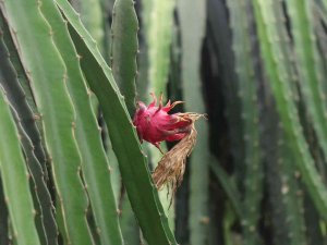 Alanya’da Ejder Meyvesi Üretimi Yıldan Yıla Artıyor