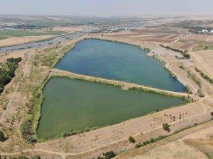 Diyarbakır’da Su Kaynaklarına 2 Milyon 904 Bin Sazan Balığı Bırakıldı