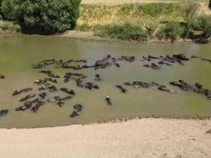 Muş’ta Afrika’yı Aratmayan Görüntüler