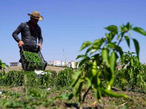Keçiören’de Mahsuller Hasat Ediliyor