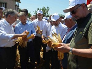 Amik Ovası’nda Mısır Hasadı Başladı