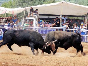 Boğalar Mahallenin İhtiyaçları İçin Güreşti