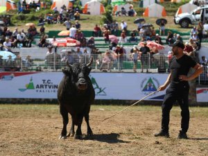 Türkiye Boğa Güreşleri Şampiyonası Kafkasör Yaylasında Nefes Kesti