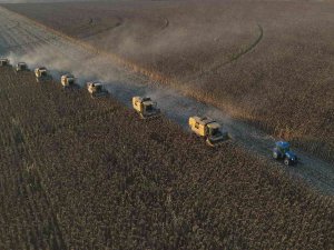 Dünyanın En Büyük Tarım İşletmesinde Ayçiçeği Hasadı Devam Ediyor