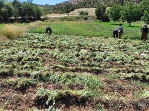 Karbasan Köyündeki Adaçayı Üretimi 75 Tona Ulaştı