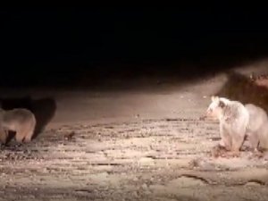 Bozayılar Bu İlçeyi Mesken Tuttu