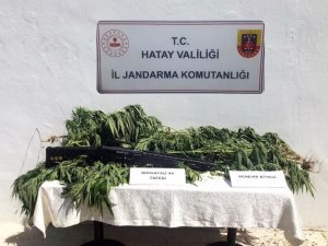 Hatay’da Zeytin Bahçesine Kenevir Eken Kişi Gözaltına Alındı