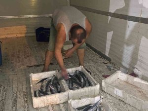 Karadeniz’de Palamut Bereketi Yüz Güldürüyor