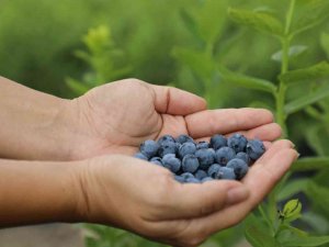 Eskişehir’de Maviyemiş Hasadı Başladı