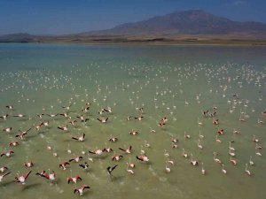 Arin Gölü’nde Flamingoların Görsel Şöleni