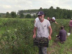 Samsun’da ‘Aronia’ Hasadı