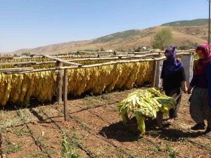 Muş’ta Kadınlar Çiftçilikle Aile Ekonomisine Katkı Sağlıyor
