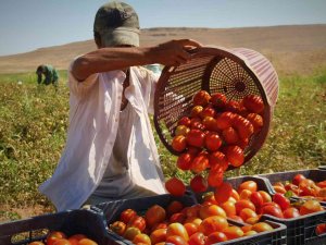 Fiyat Farkını Görenler Neye Uğradıklarını Şaşırıyor: Domates Tarlada 2 Buçuk, Markette 13 Liraya Satılıyor