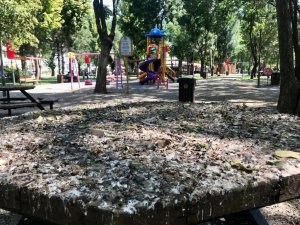 Kuş Dışkıları Bu Hale Getirdi