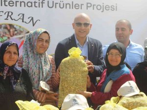 Uşak İli İçin Alternatif Yeni Bir Ürün; Safran