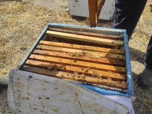 Tüketilen Ballara Dikkat, Kimyasal Madde İçerebilir