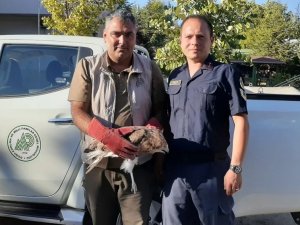 Konya’da Bitkin Vaziyette Bulunan Kızıl Şahin Koruma Altına Alındı