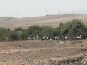 Kars’ta Leyleklerin Göç Molası Kamerada