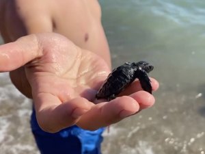 Vatandaşlar, Yuvadan Çıkan Yavru Carettaları Denizle Buluşturdu