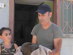 Alevlerin Arasında Kalan Kirpi Son Anda Kurtarıldı