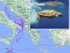 Caretta Caretta ’Tuba’, 3 Yılda 17 Bin 500 Kilometre Yol Kat Etti